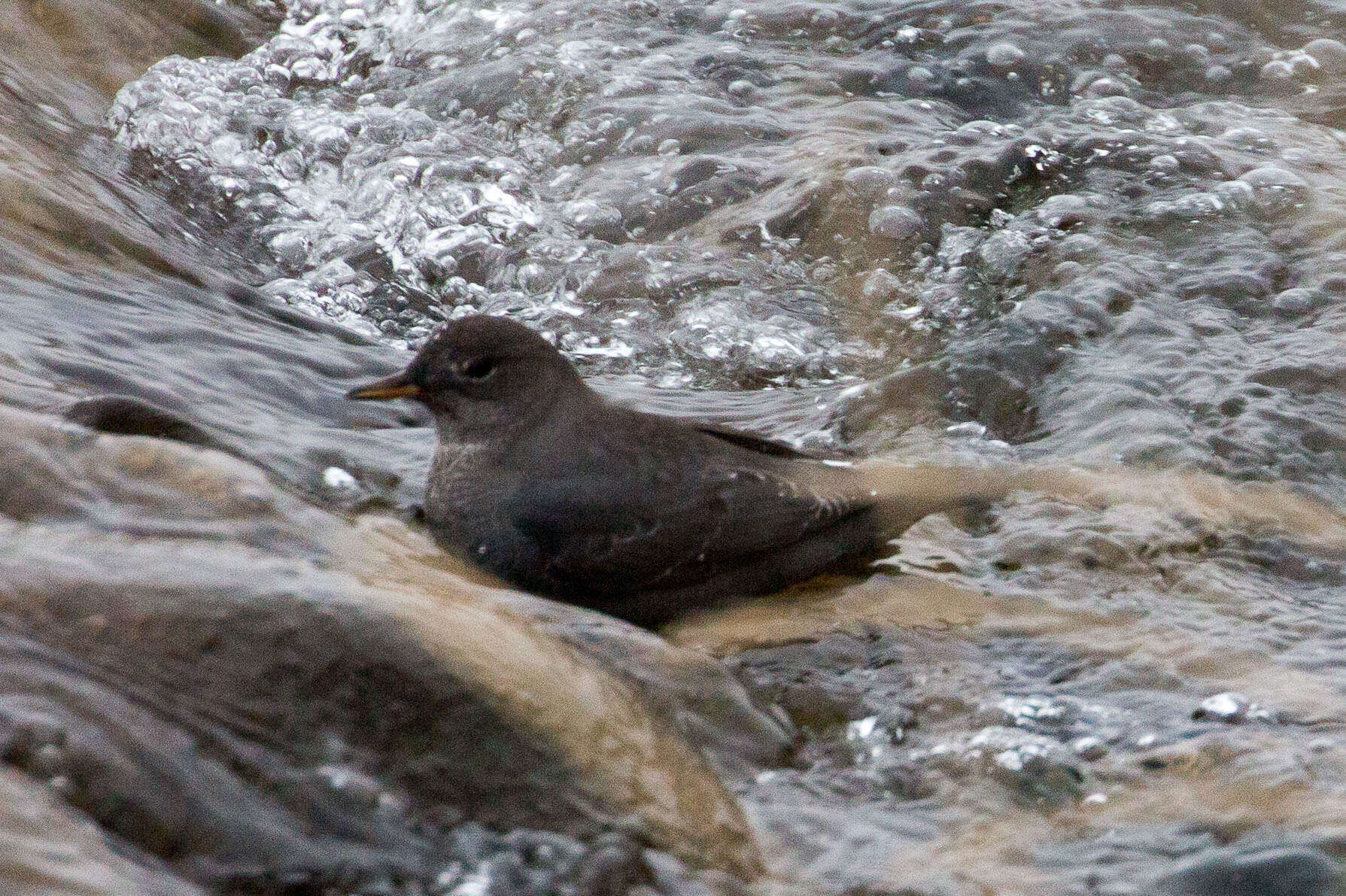 Image of American Dipper