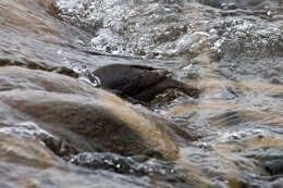 Image of American Dipper