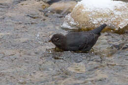 Image of American Dipper