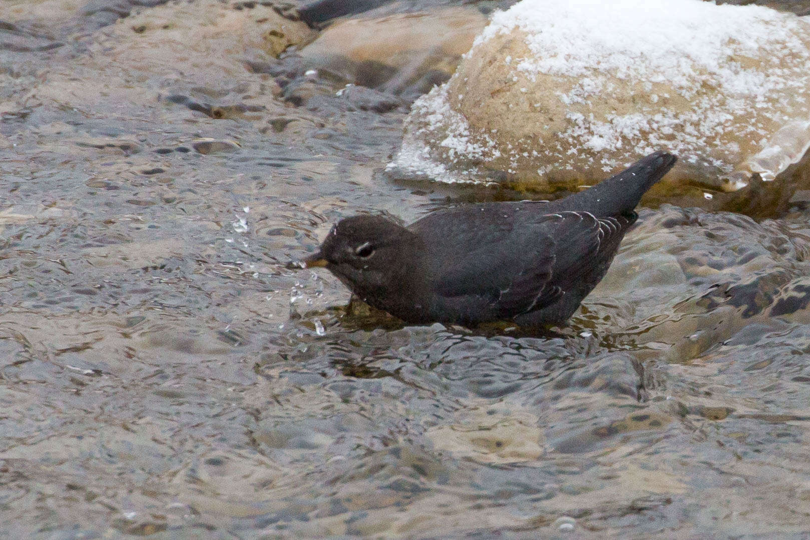 Image of American Dipper