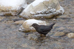 Image of American Dipper