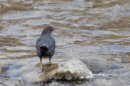 Image of American Dipper