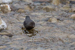 Image of American Dipper