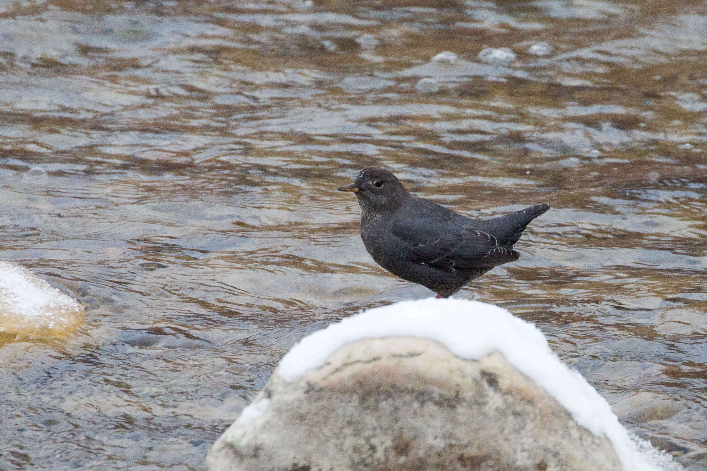 Image of American Dipper