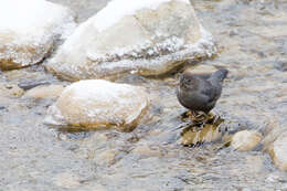 Image of American Dipper