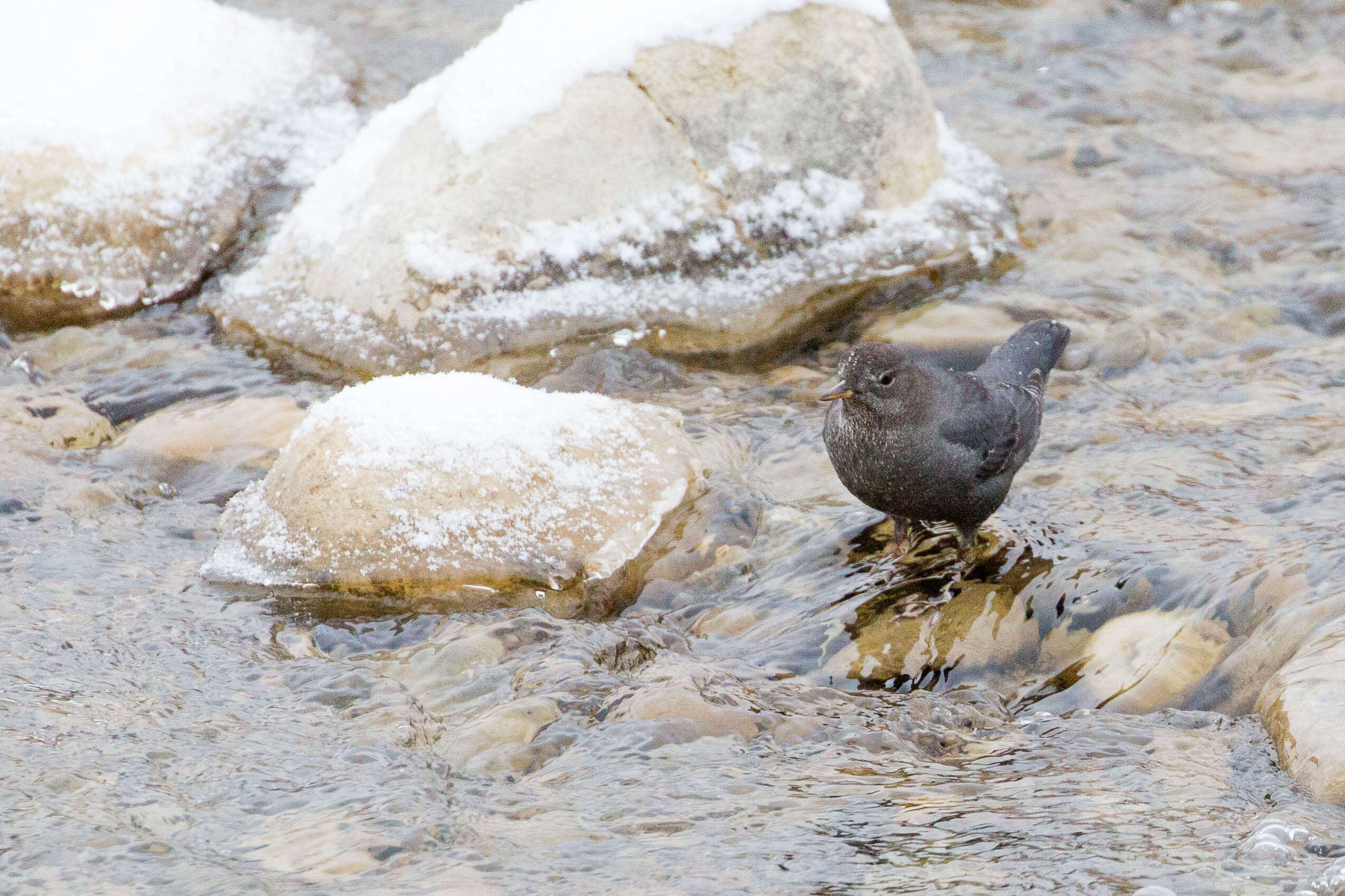 Image of American Dipper