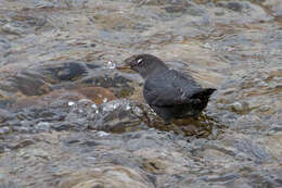 Image of American Dipper