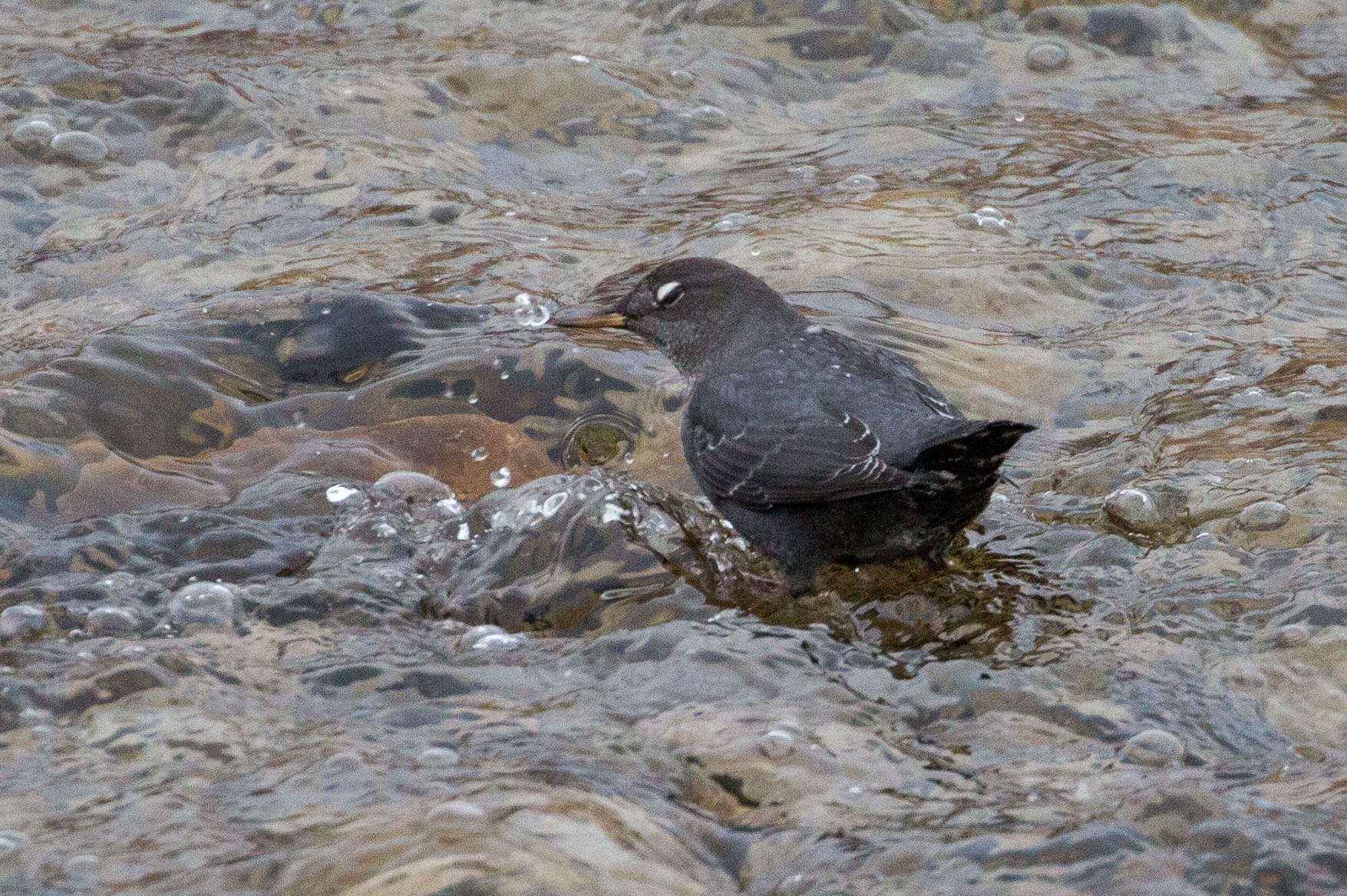 Image of American Dipper