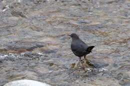 Image of American Dipper