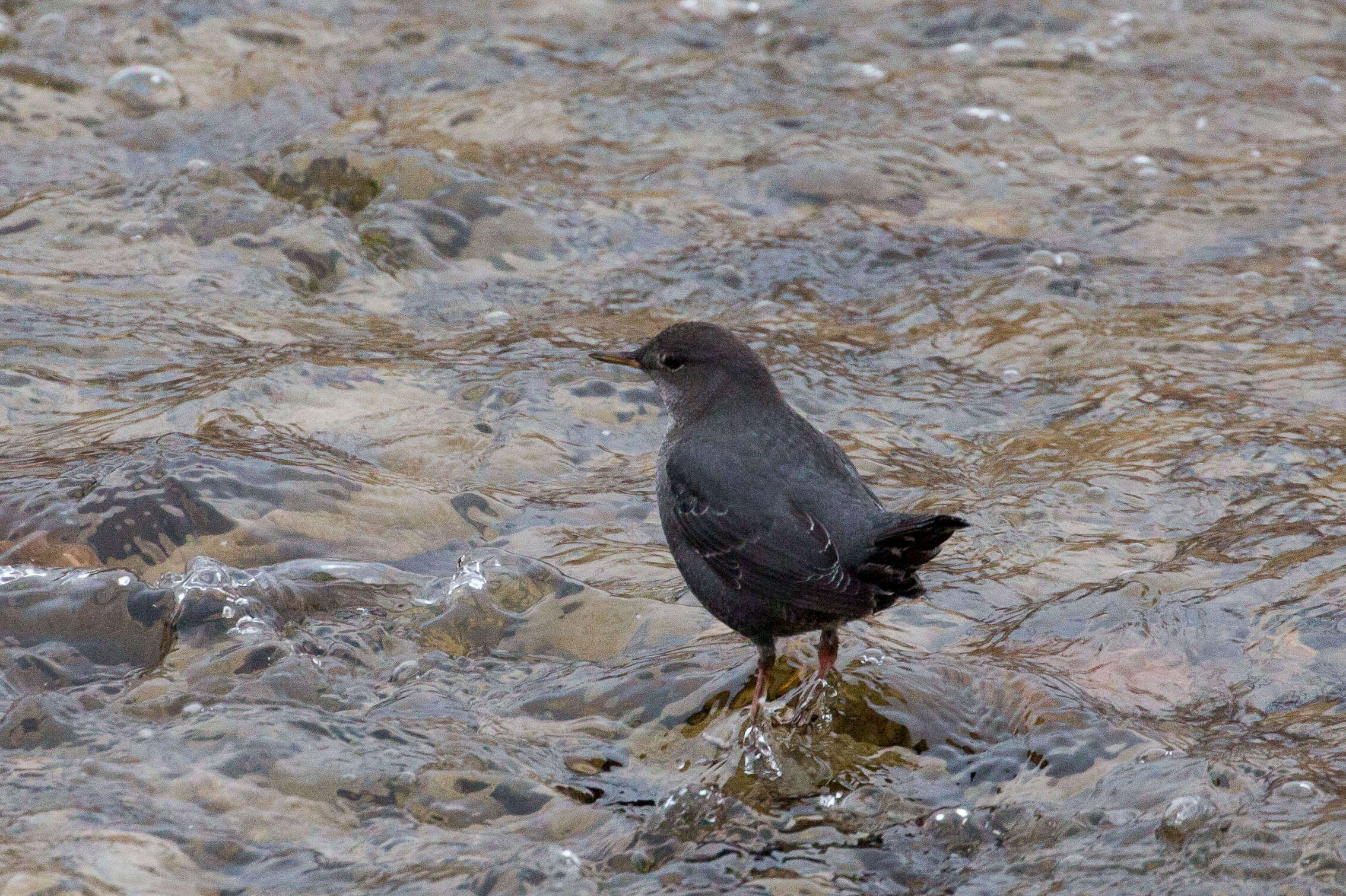 Image of American Dipper