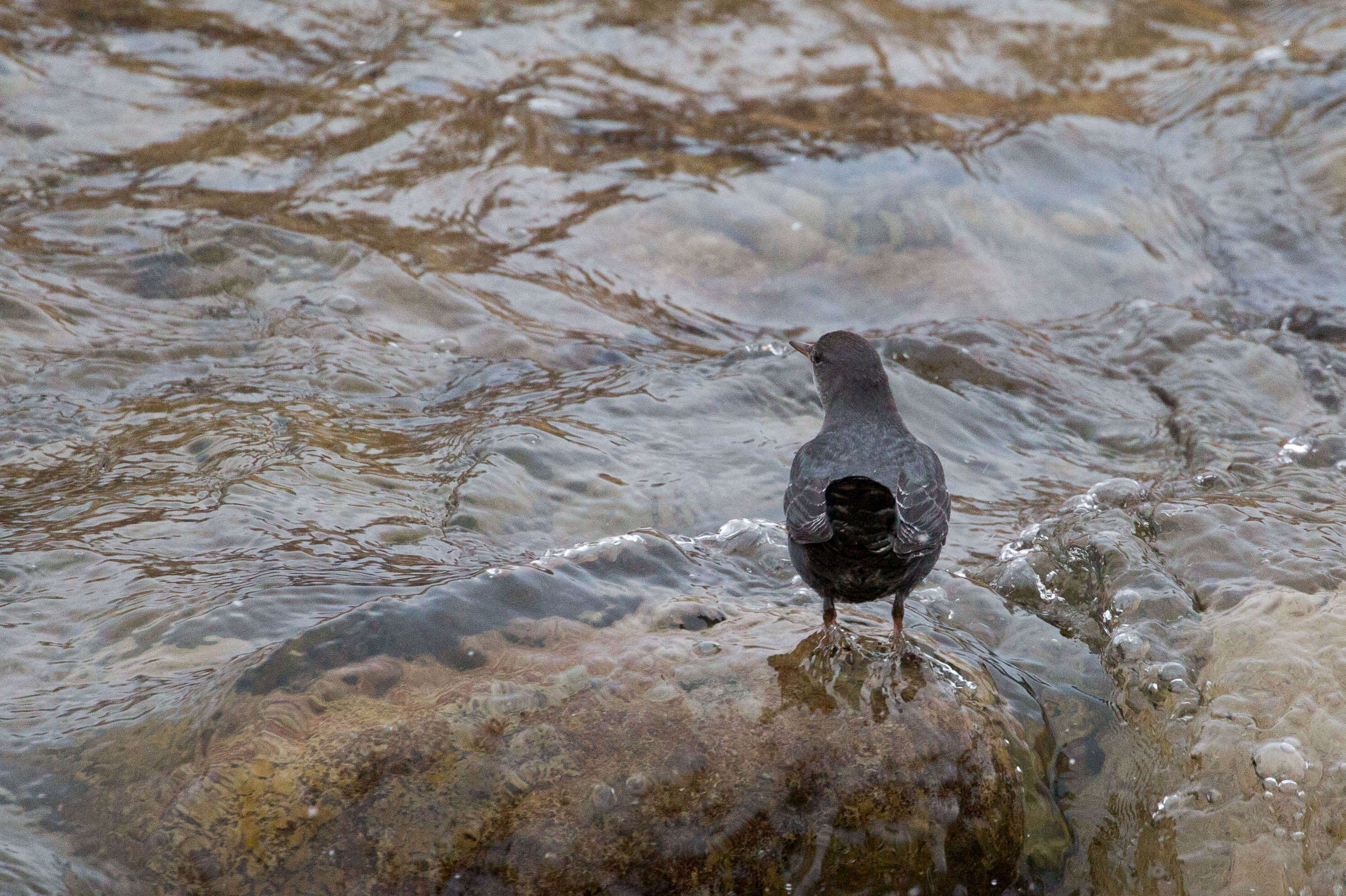 Image of American Dipper