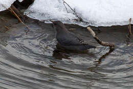 Image of American Dipper