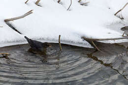 Image of American Dipper