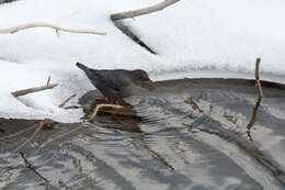 Image of American Dipper