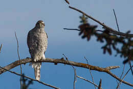 Image of Eurasian Goshawk