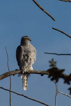 Image of Eurasian Goshawk