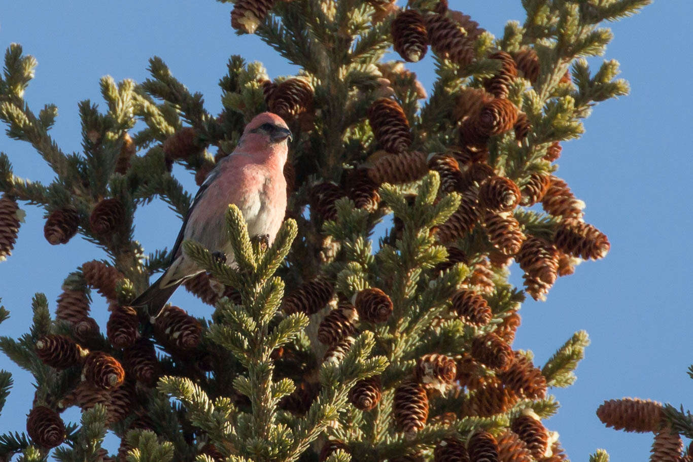 Image of Two-barred Crossbill