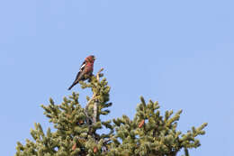 Image of Two-barred Crossbill