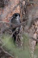 Image of American Three-toed Woodpecker