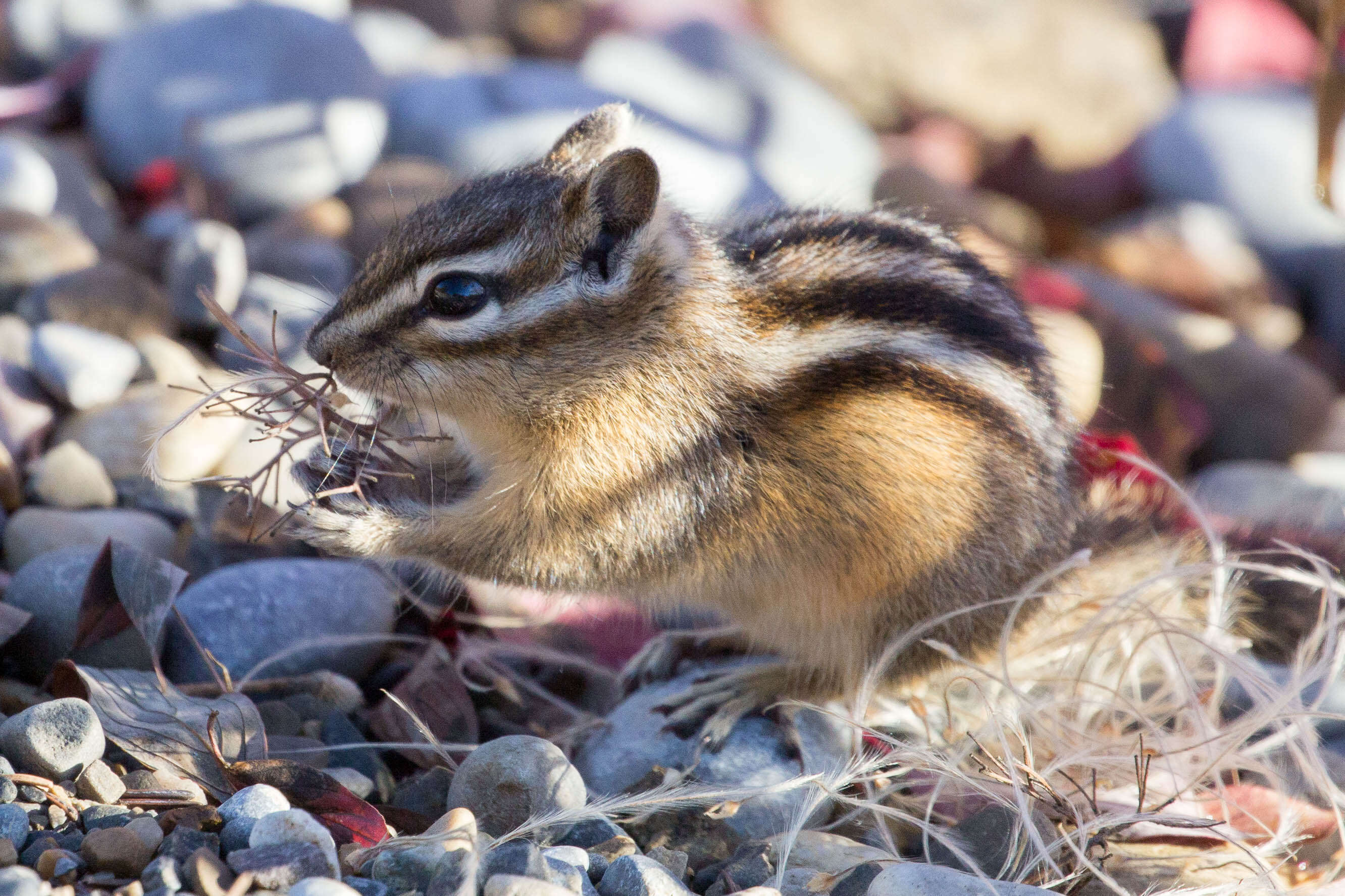 Image of Least Chipmunk