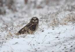 Image of Short-eared Owl