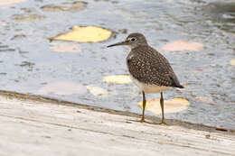 Image of Solitary Sandpiper