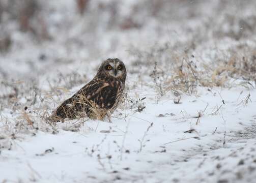 Image de Hibou des marais