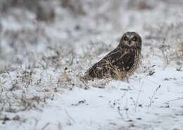 Image de Hibou des marais