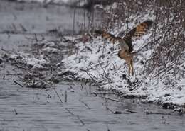 Image of Short-eared Owl