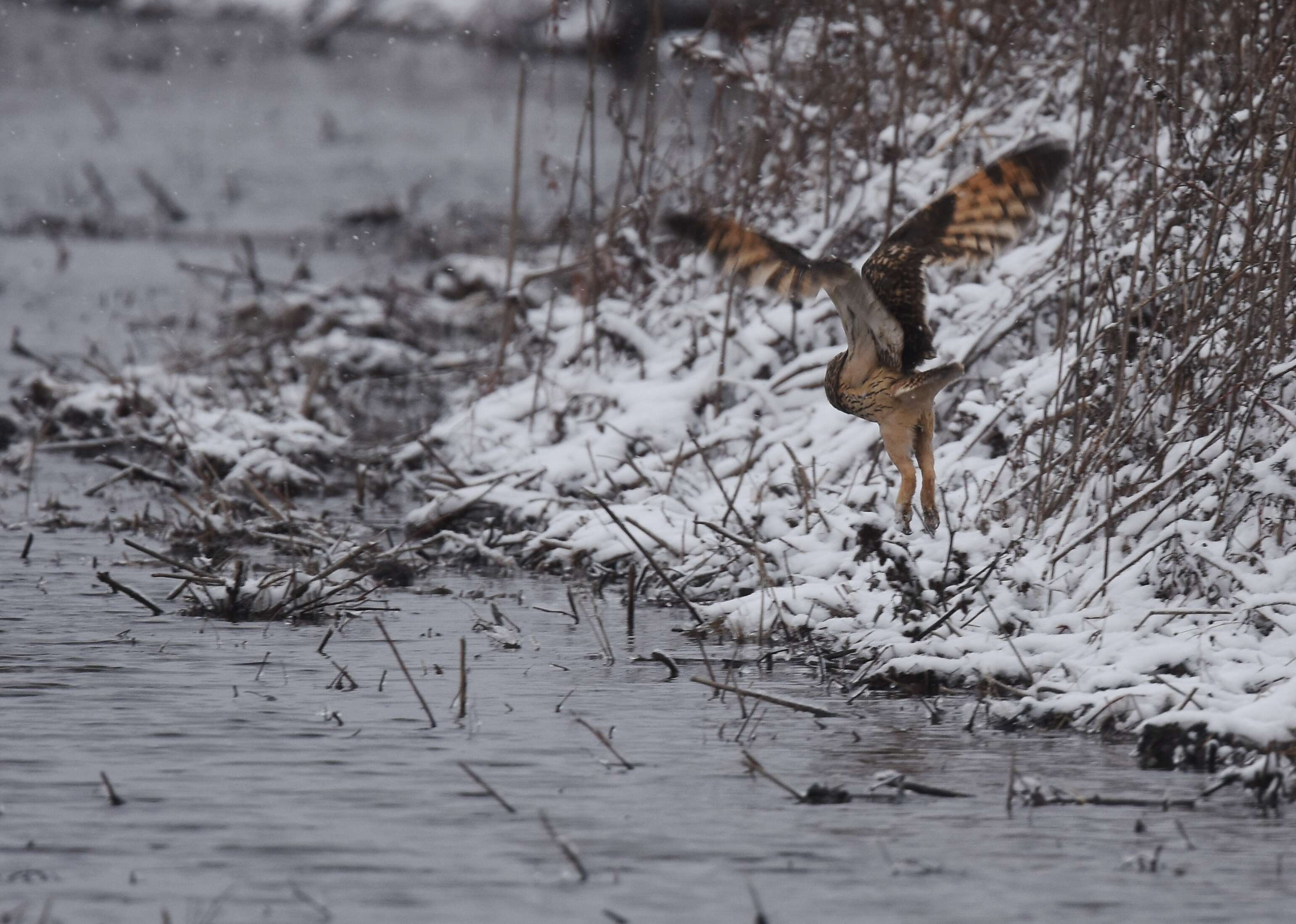 Image de Hibou des marais