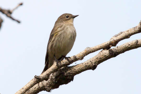 Image of Myrtle Warbler