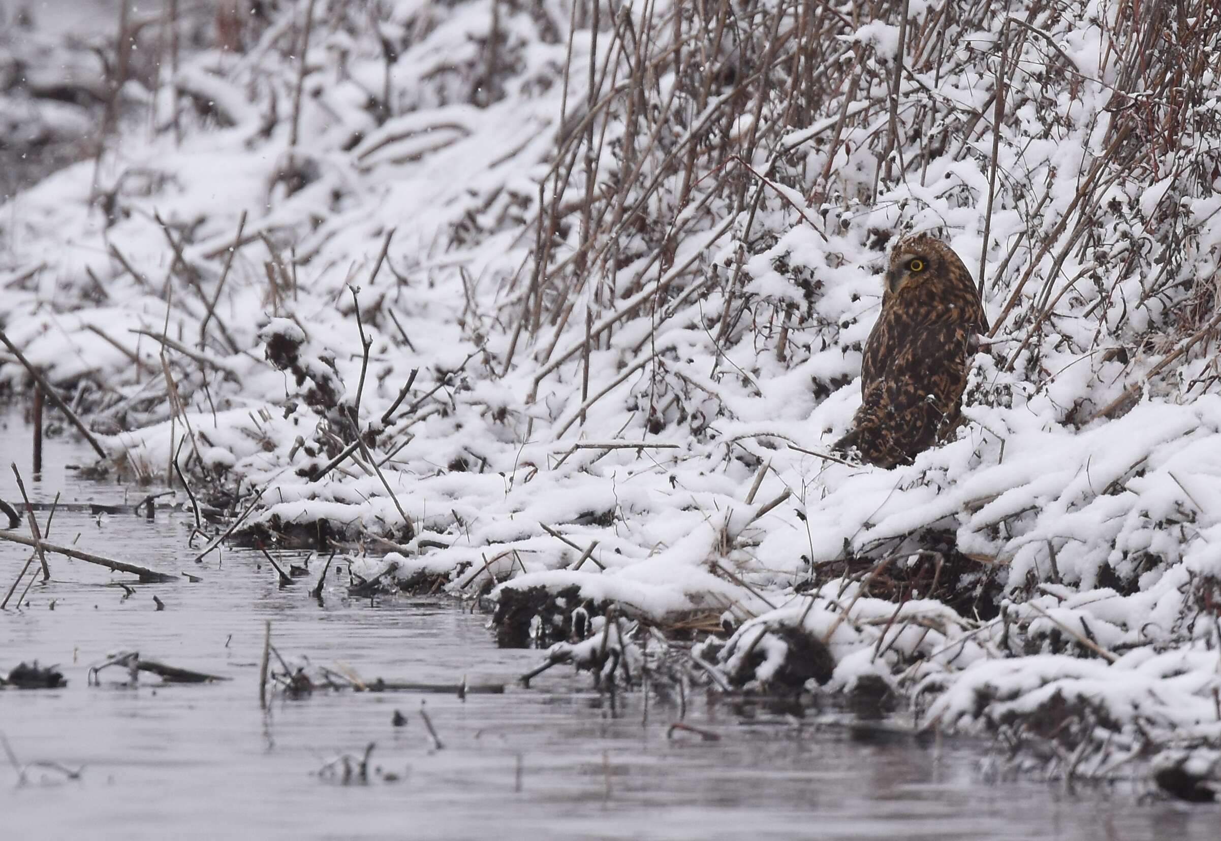 Image de Hibou des marais