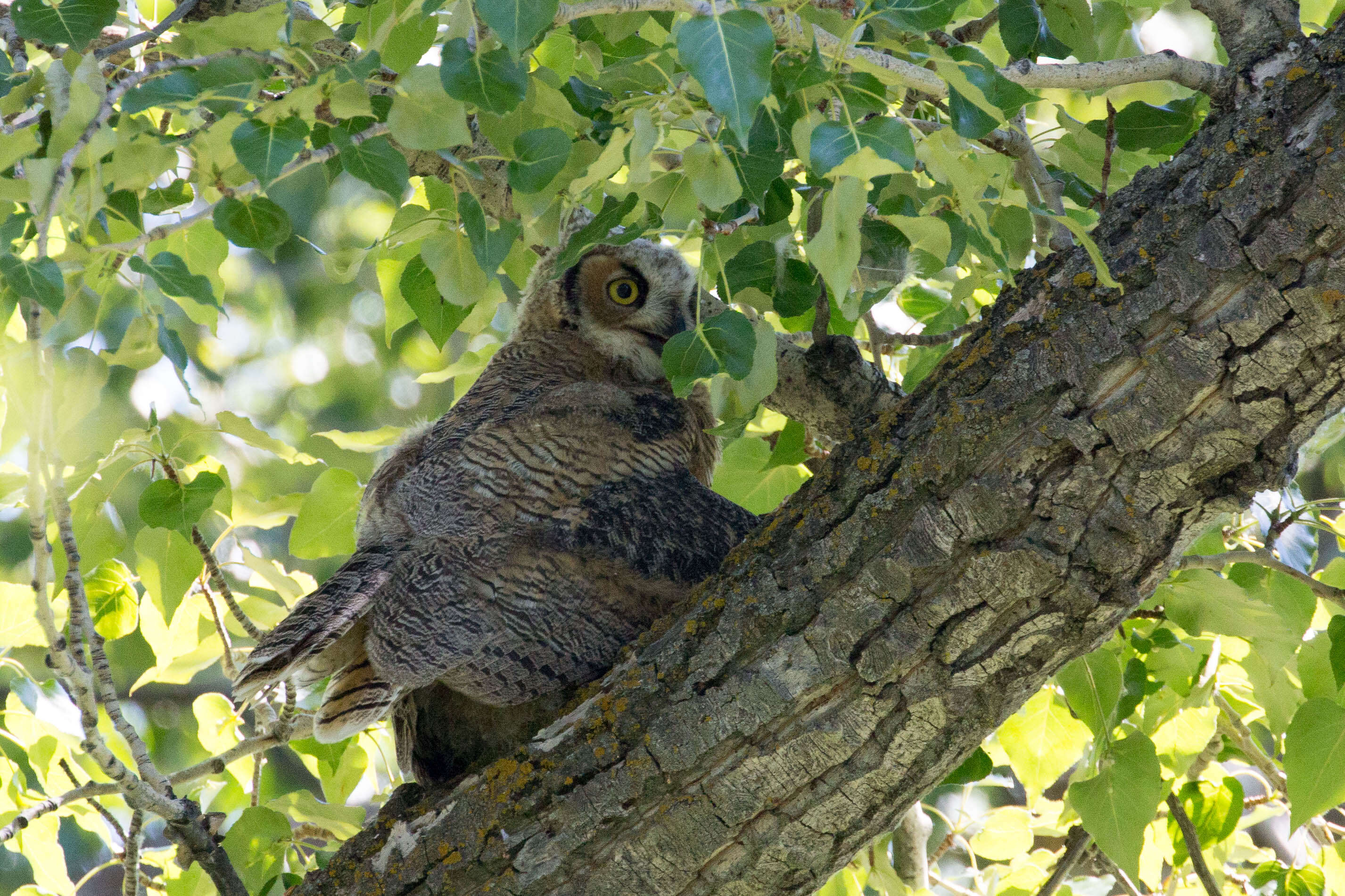 Image of Great Horned Owl