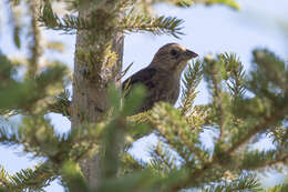 Image of Brown-headed Cowbird