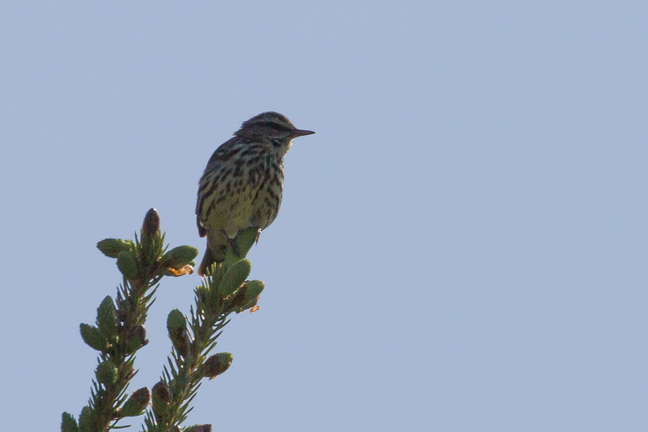 Image of Northern Waterthrush