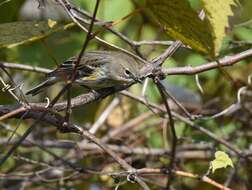 Image of Myrtle Warbler