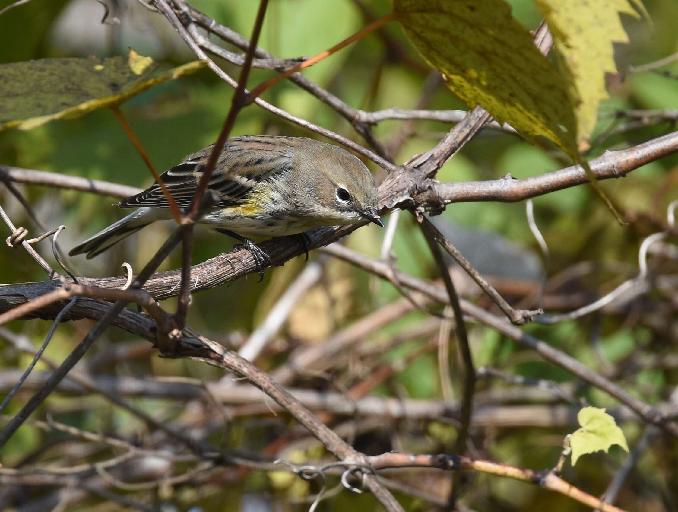 Image of Myrtle Warbler