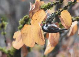 Image of Chestnut-backed Chickadee