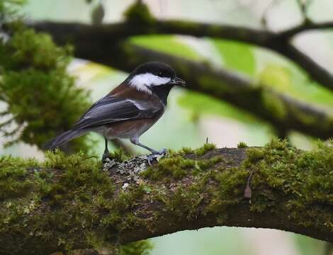 Image of Chestnut-backed Chickadee