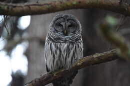 Image of Barred Owl