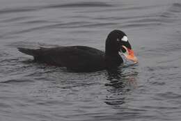 Image of scoter