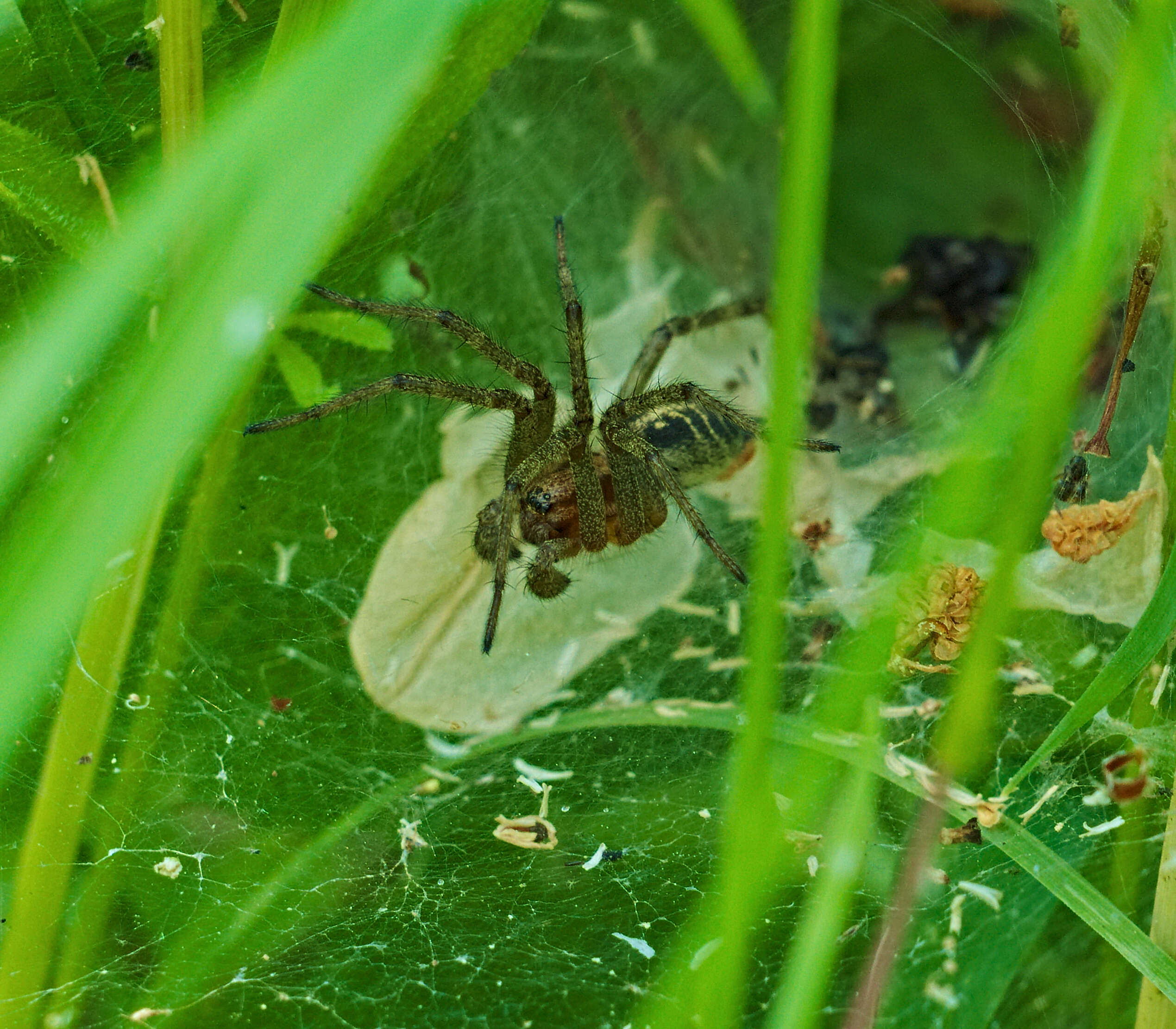 Image of Agelena labyrinthica (Clerck 1757)