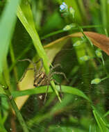 Image of Agelena labyrinthica (Clerck 1757)