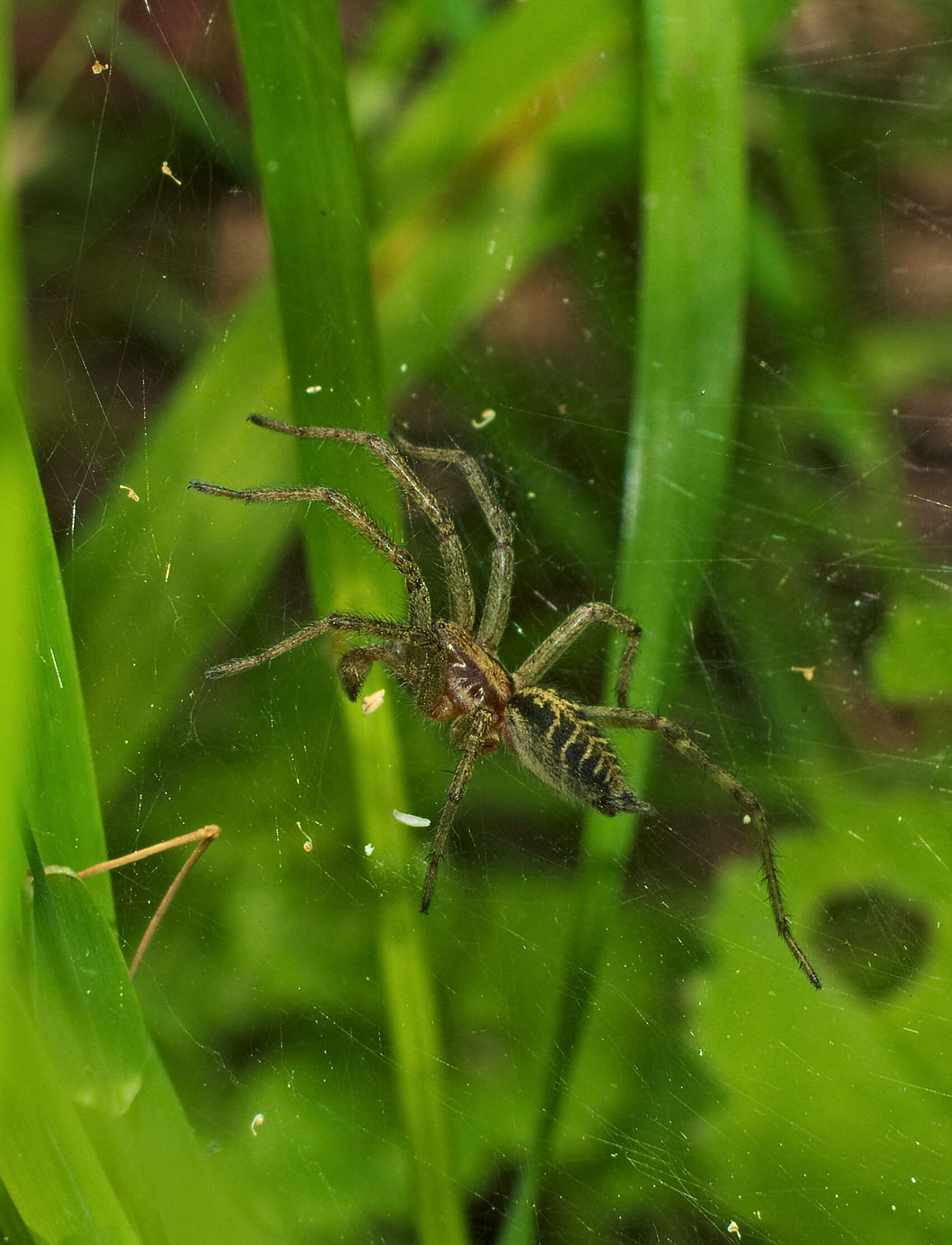 Image of Agelena labyrinthica (Clerck 1757)