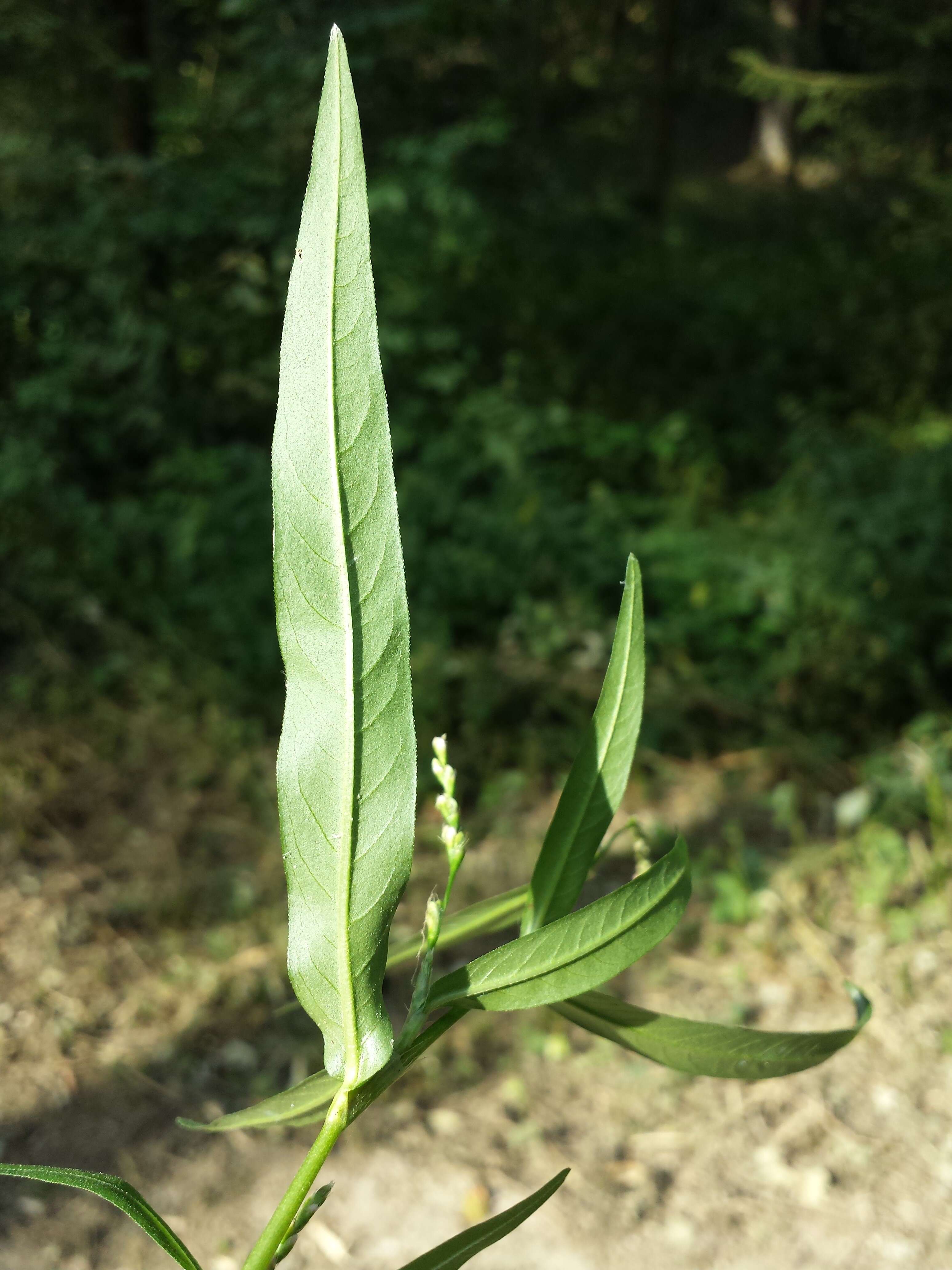 Image of Pygmy Smartweed