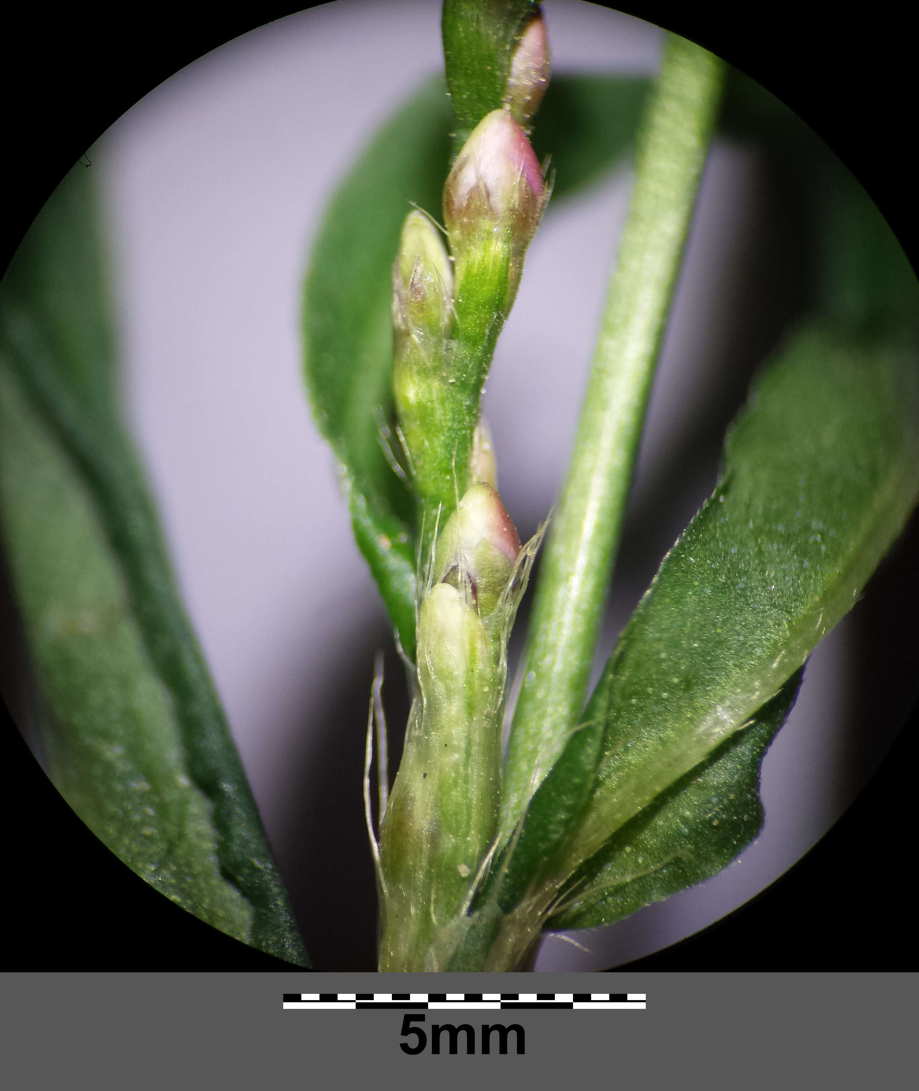 Image of Pygmy Smartweed