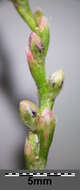 Image of Pygmy Smartweed