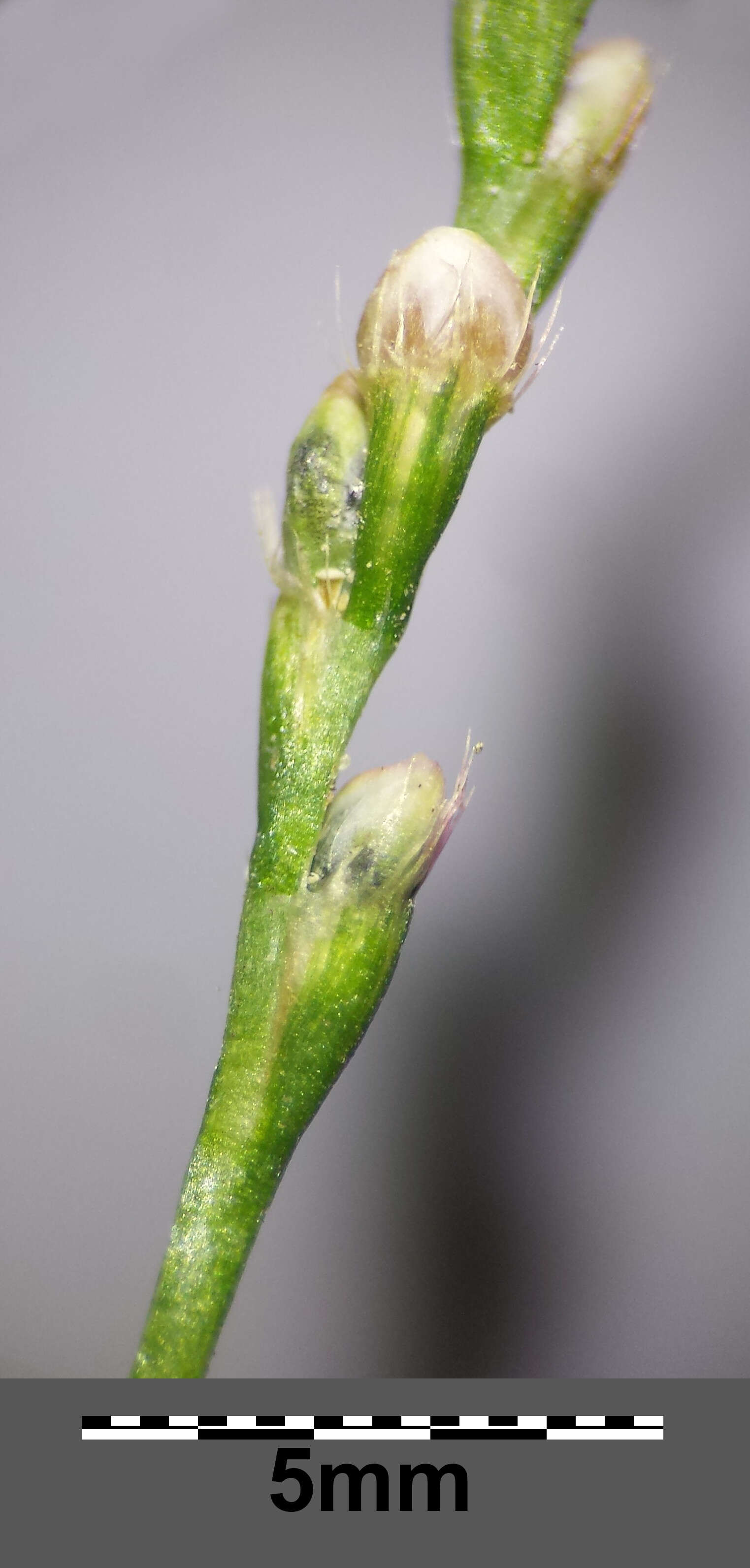 Image of Pygmy Smartweed