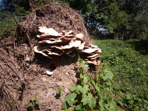 Image of Bracket Fungus