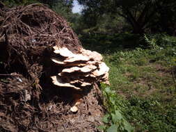 Image de Polypore soufré